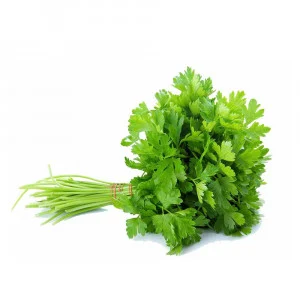 Coriander