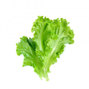 Lettuce Leaves